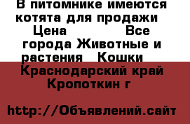 В питомнике имеются котята для продажи › Цена ­ 30 000 - Все города Животные и растения » Кошки   . Краснодарский край,Кропоткин г.